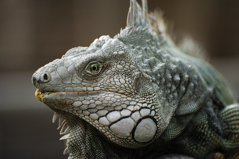 Iguano