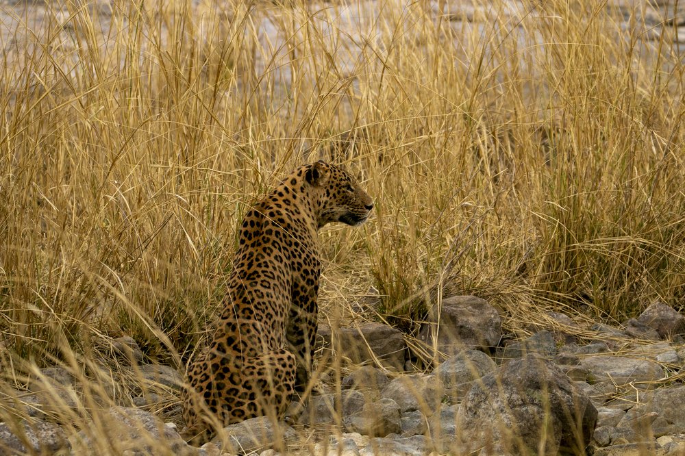 Photograph by Gajendra Singh