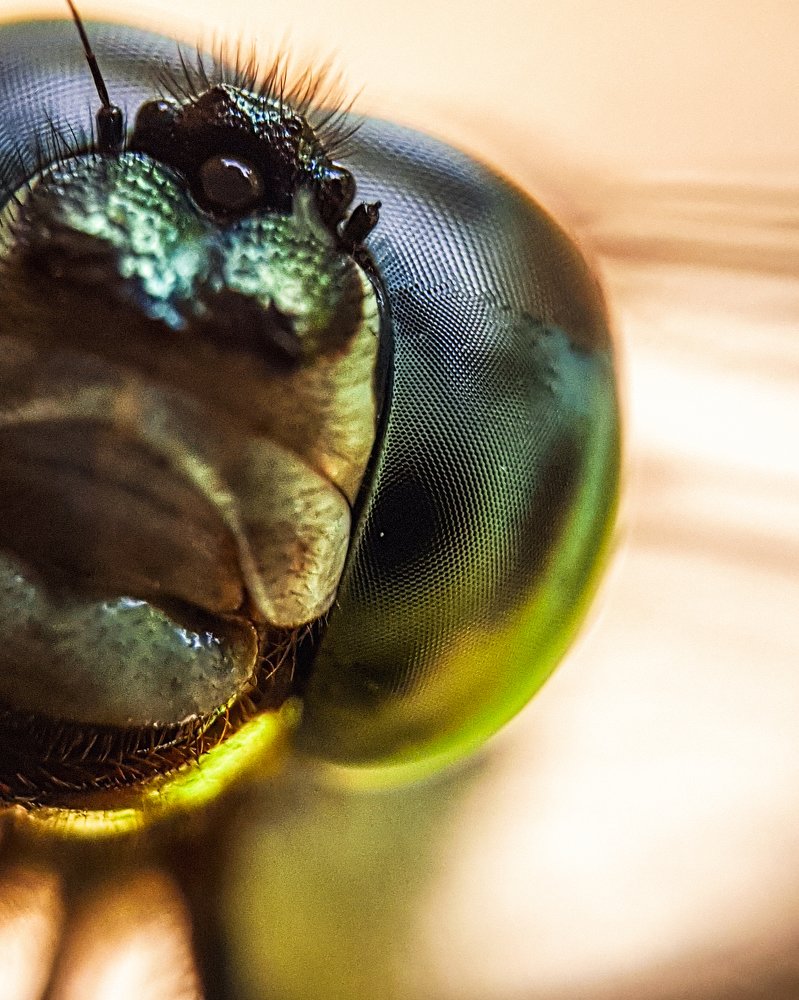 Dragonfly eyes