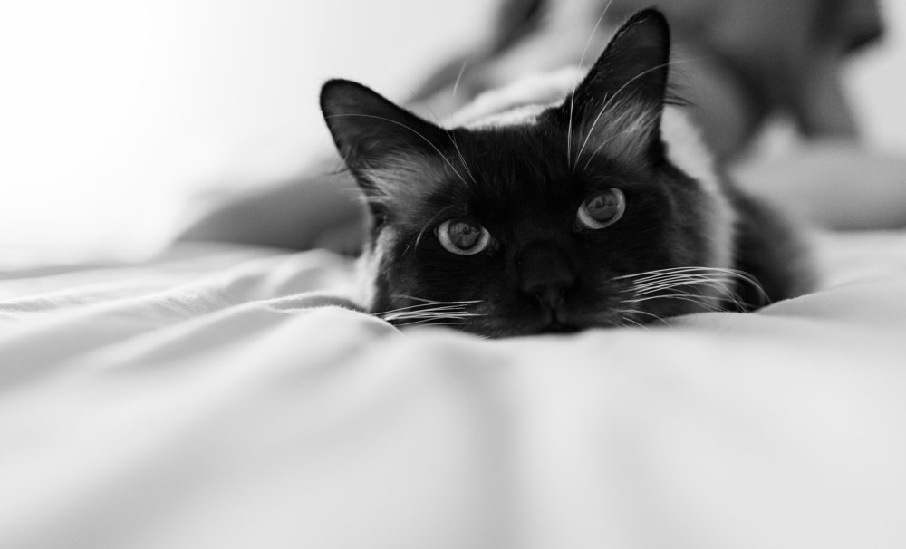 Фотография автора Ksenia Rososhek