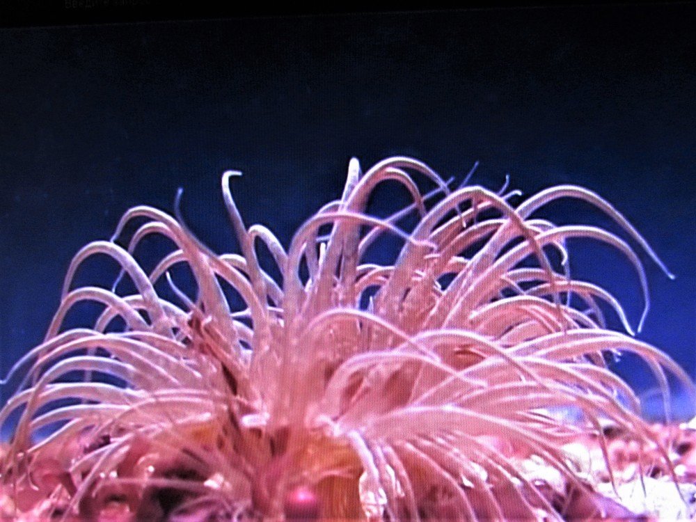 Photograph by Галина