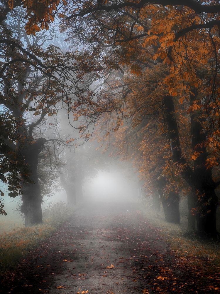 Photograph by Adrian Eperjessy