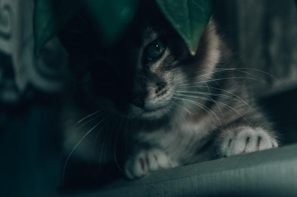 Photograph by Оксана Кийкова