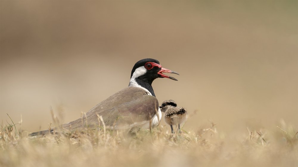 Фотография автора Gokul Addanki