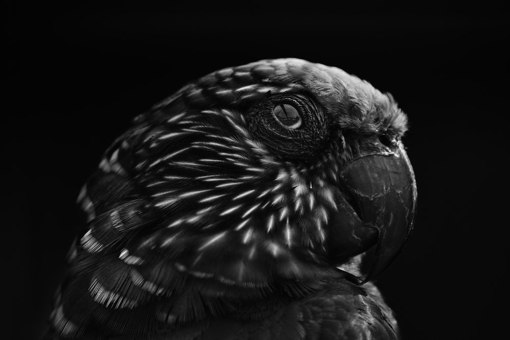 Веерный попугай (Red-fan parrot)