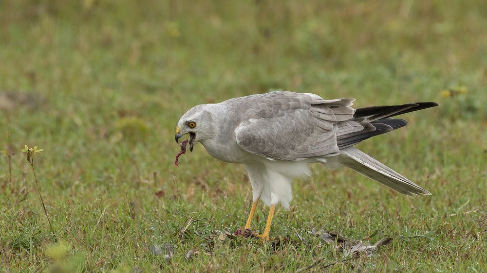 Pallid Harrier