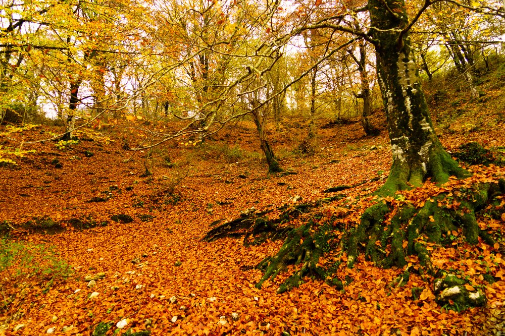 Фотография автора Нина Кулишова