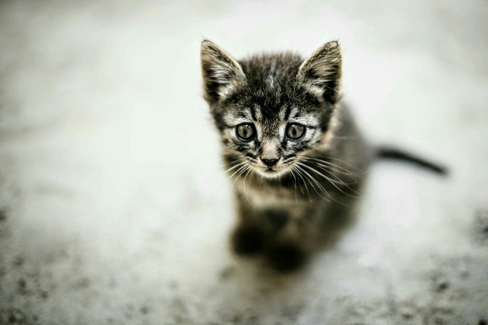 Маленькое одиночество