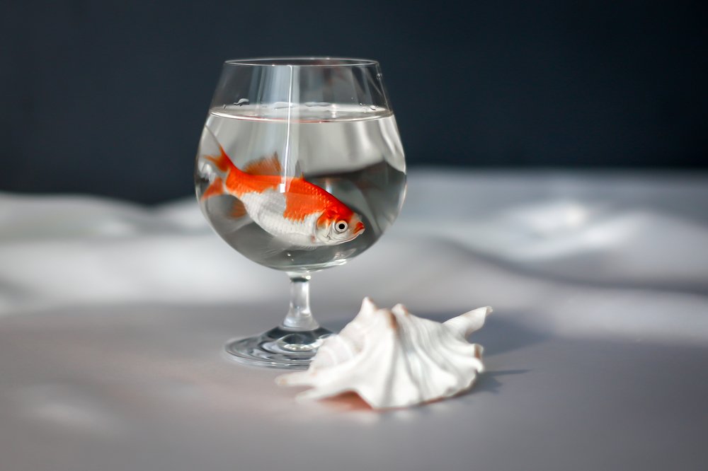 Photograph by Екатерина Нефедова