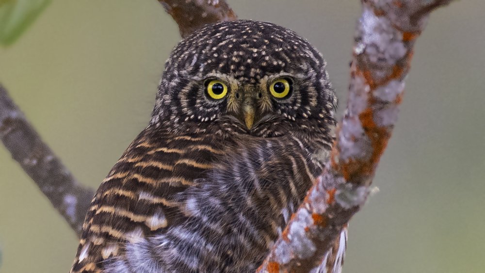 Фотография автора Gokul Addanki