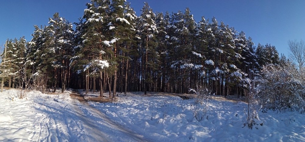 Дорога в лес