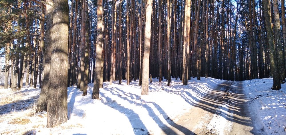 Лесная дорога