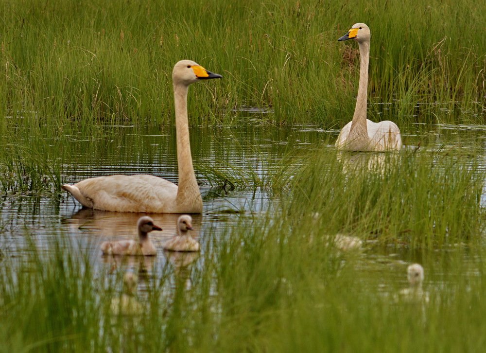 Счастливая семья.
