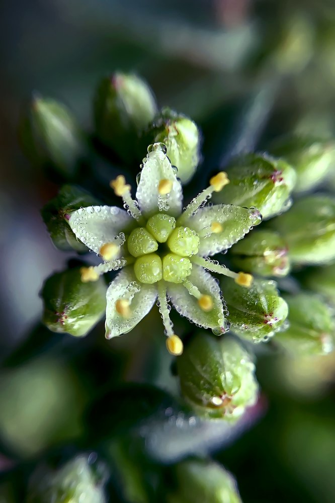 Нежность летнего утра.