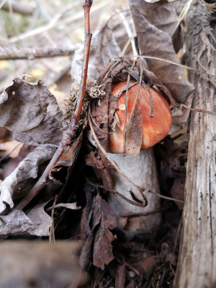 Photograph by Наталья Parovyshnyk