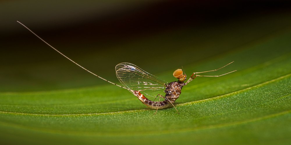 [не] лишняя пара глаз