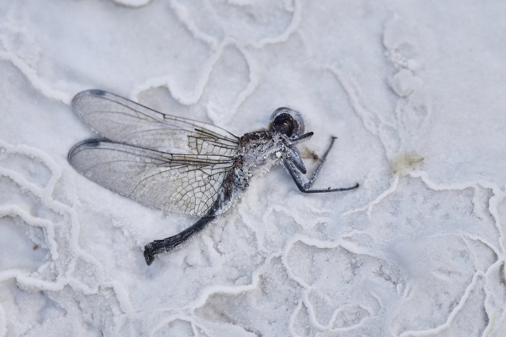 Photograph by Alla Matrosova