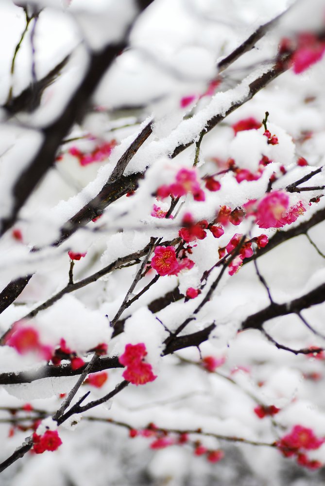 Photograph by mypure heart