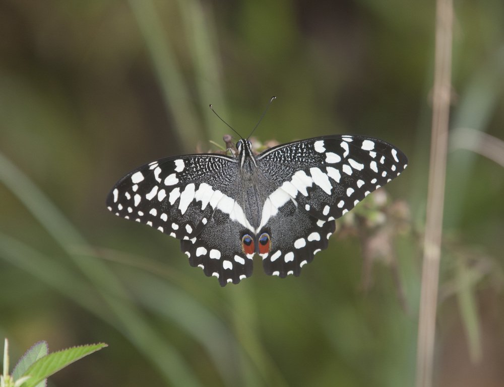 Фотография автора Oskars Smelins