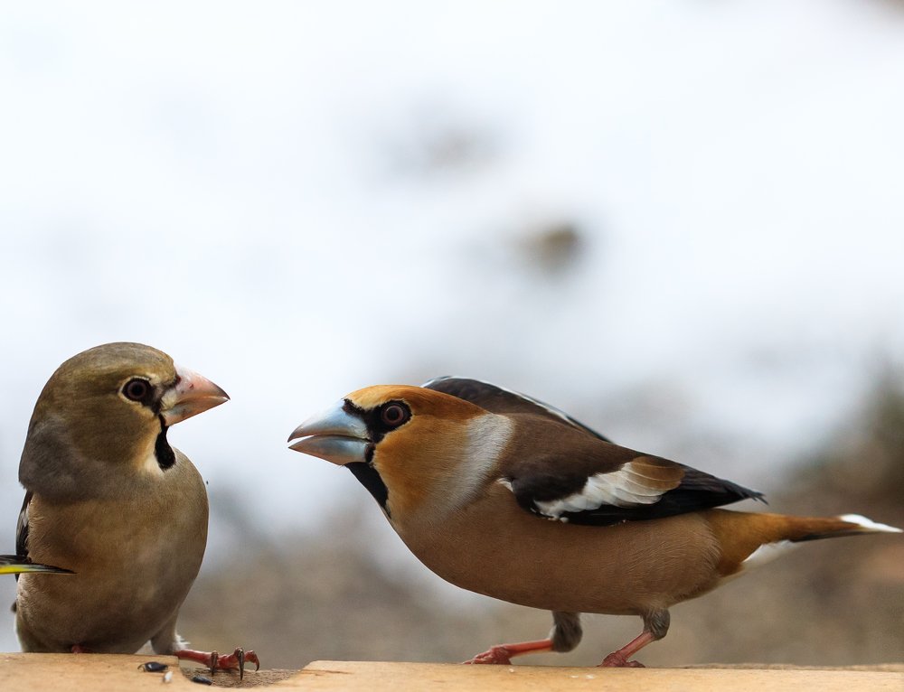 Семейные разборки