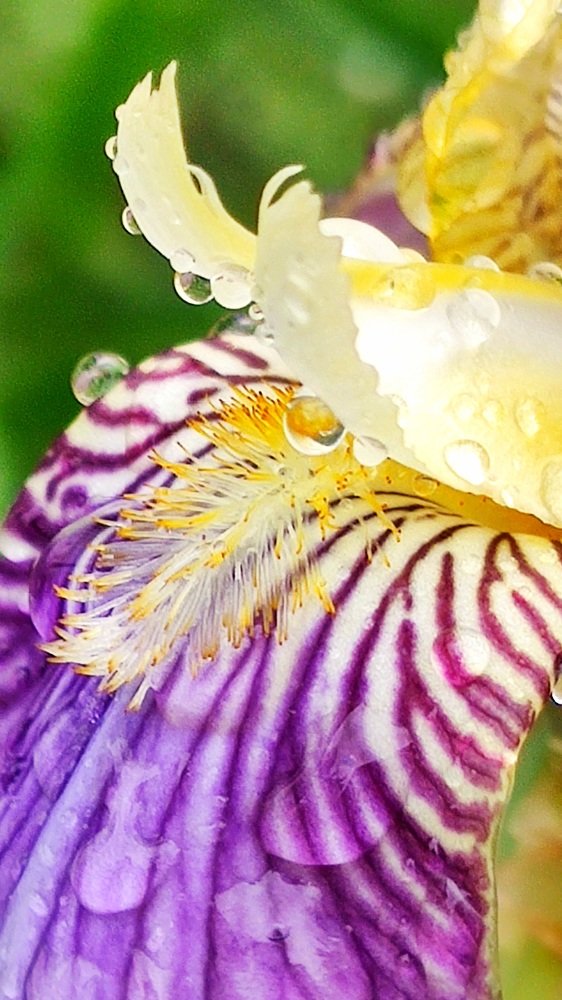 Photograph by Алла Зубкова