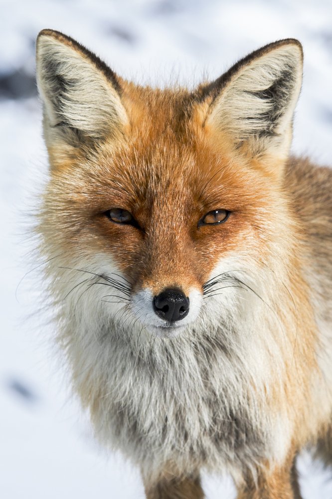 Photograph by Константин Кукушкин