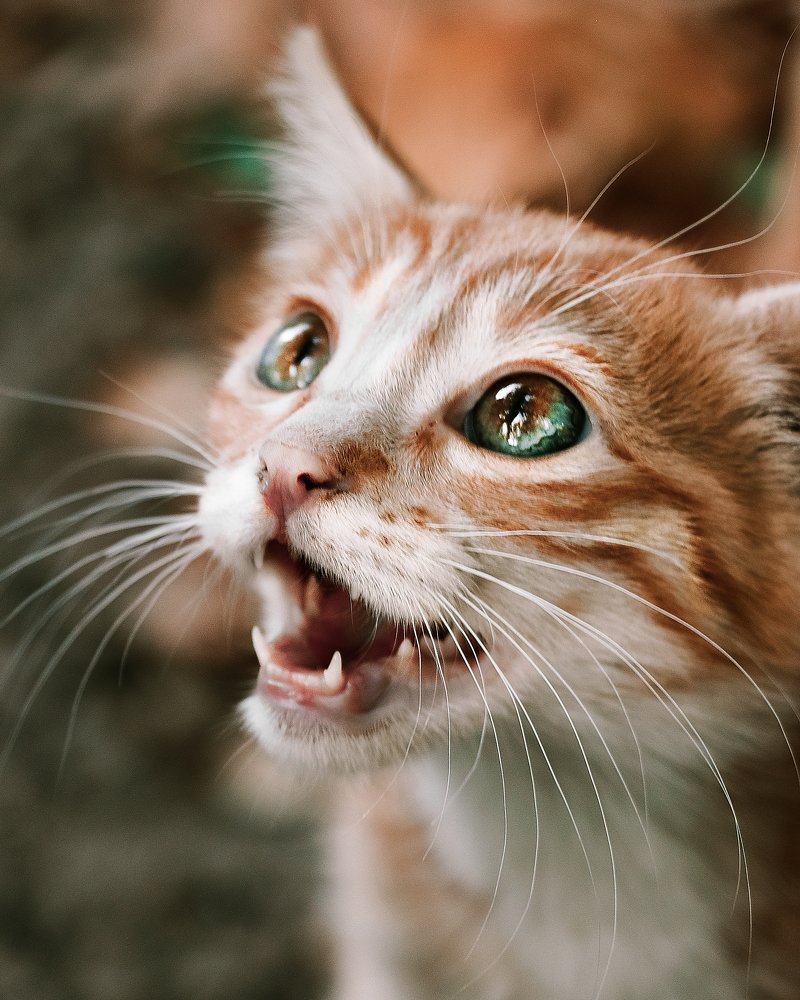 Photograph by niazi ehsan