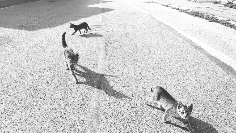 Фотография автора Josef Nový