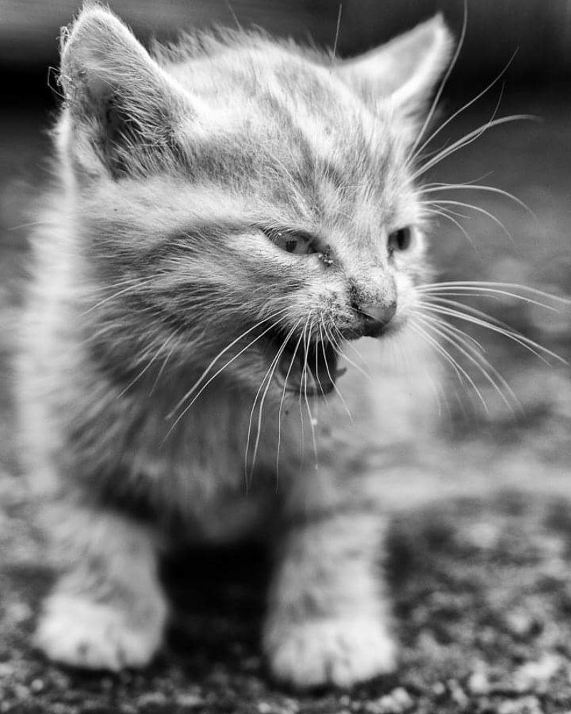 Фотография автора Josef Nový