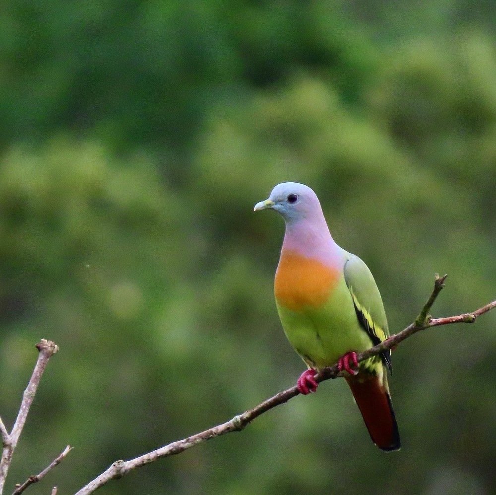 Photograph by Chek Wai Yin
