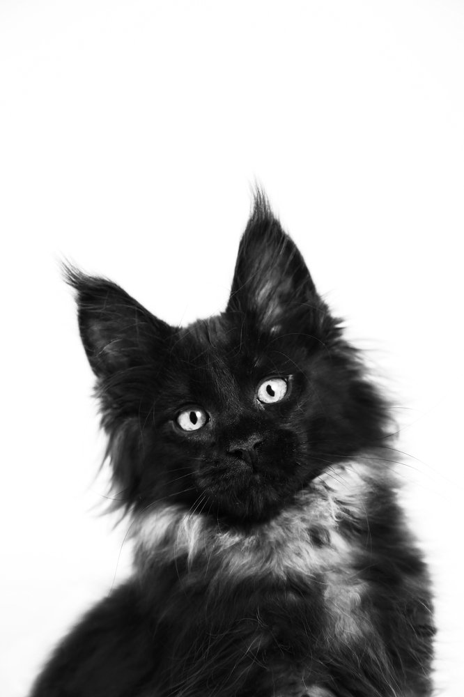 Photograph by Анастасия Чугунова