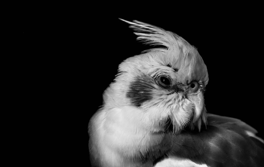 Photograph by niazi ehsan