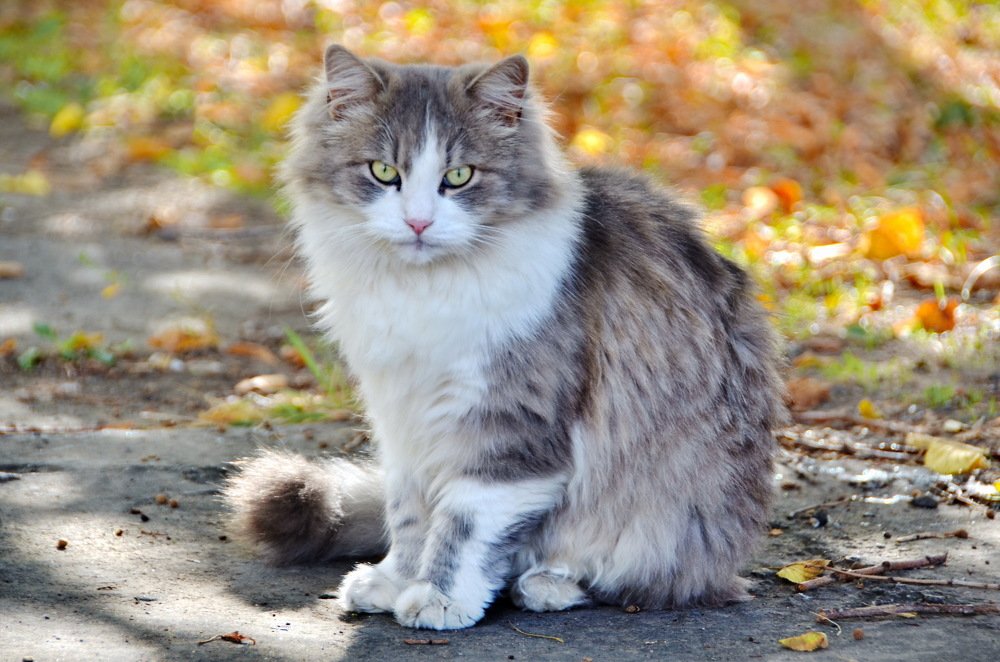 Фотография автора Анатолий Мироненко