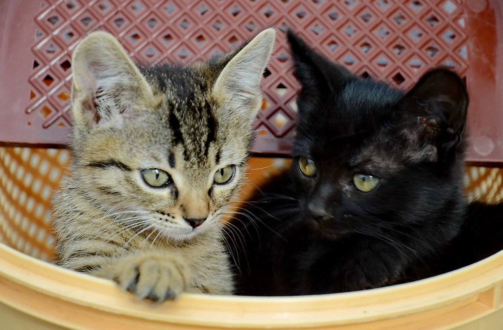 Фотография автора Анатолий Мироненко