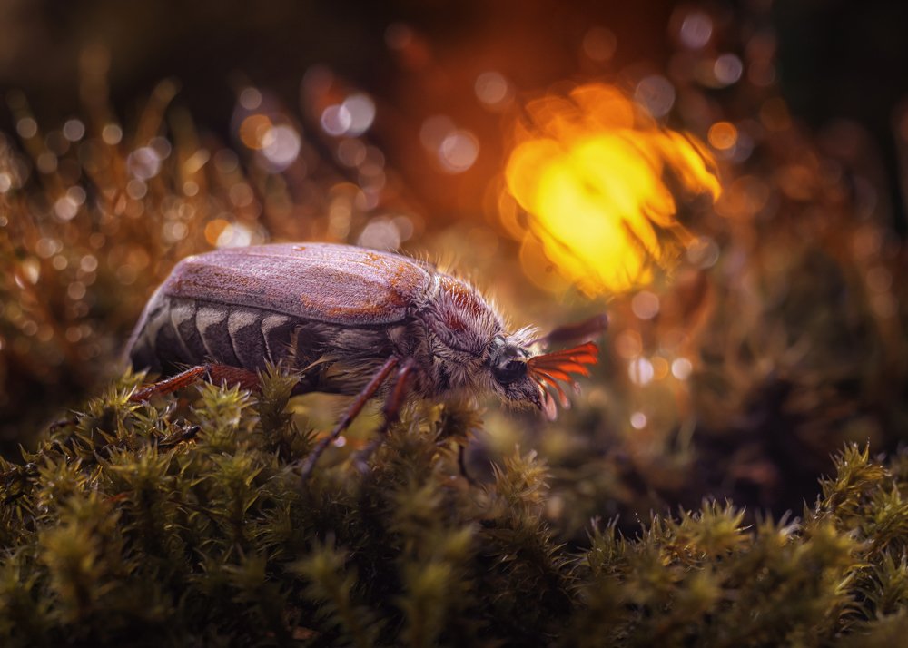 майский жук на закате