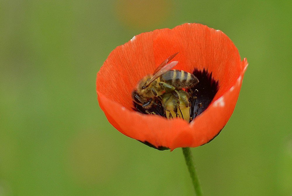 Photograph by Aleksandr Dyakov