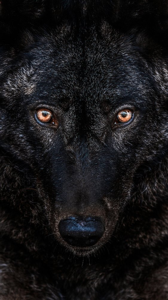 Канадский волк Дик