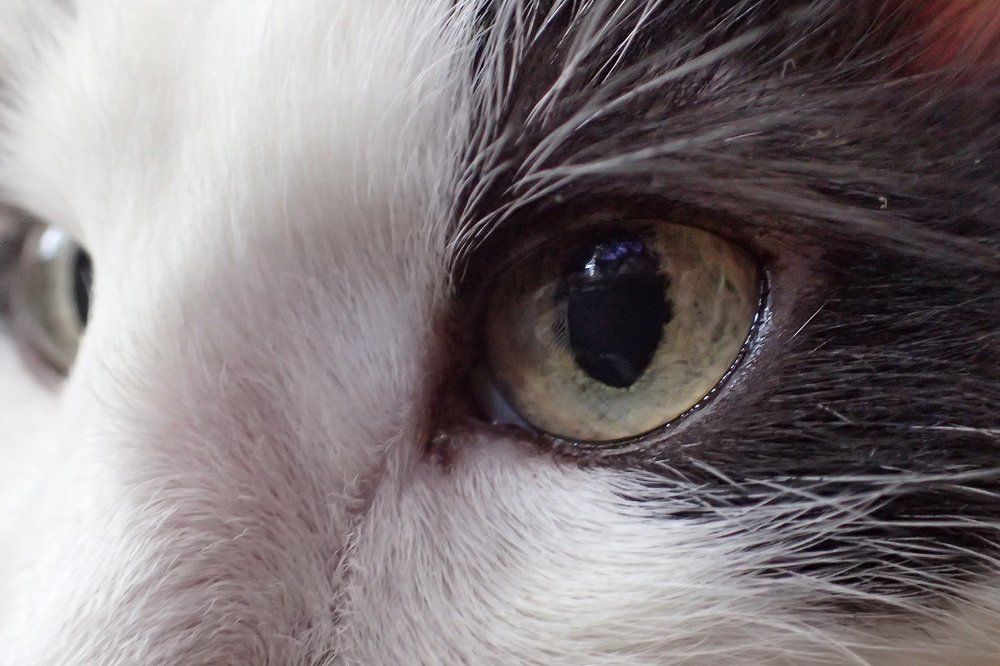 Глаза милоты