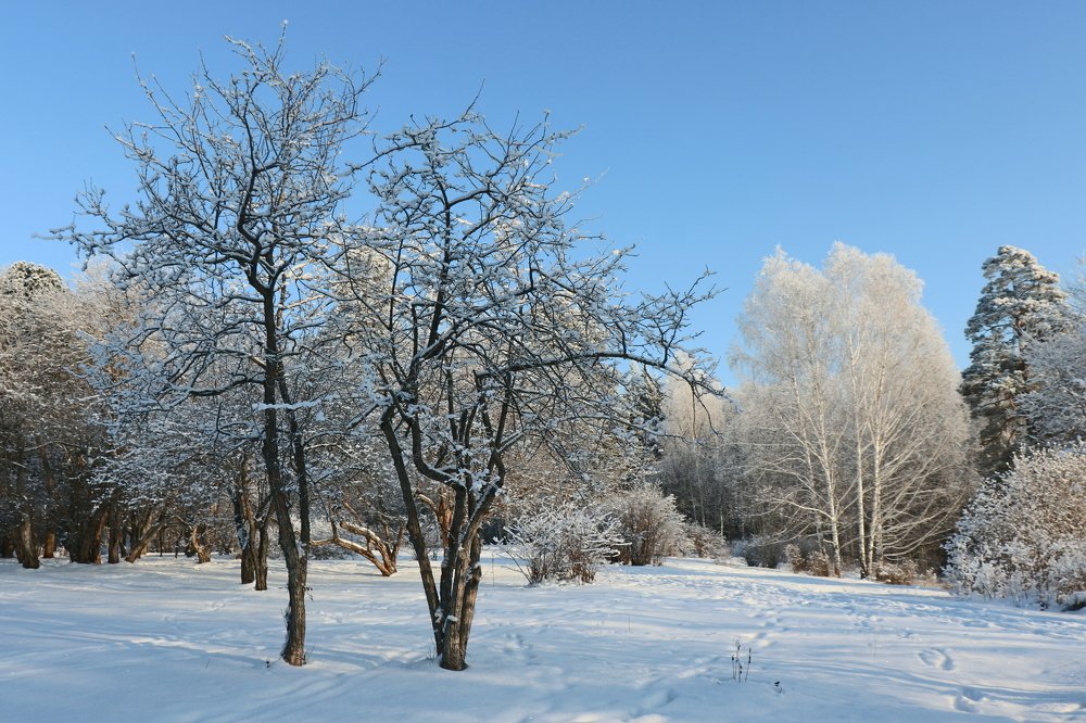 Зимние прогулки