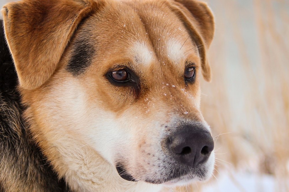 Photograph by Елена Верховская