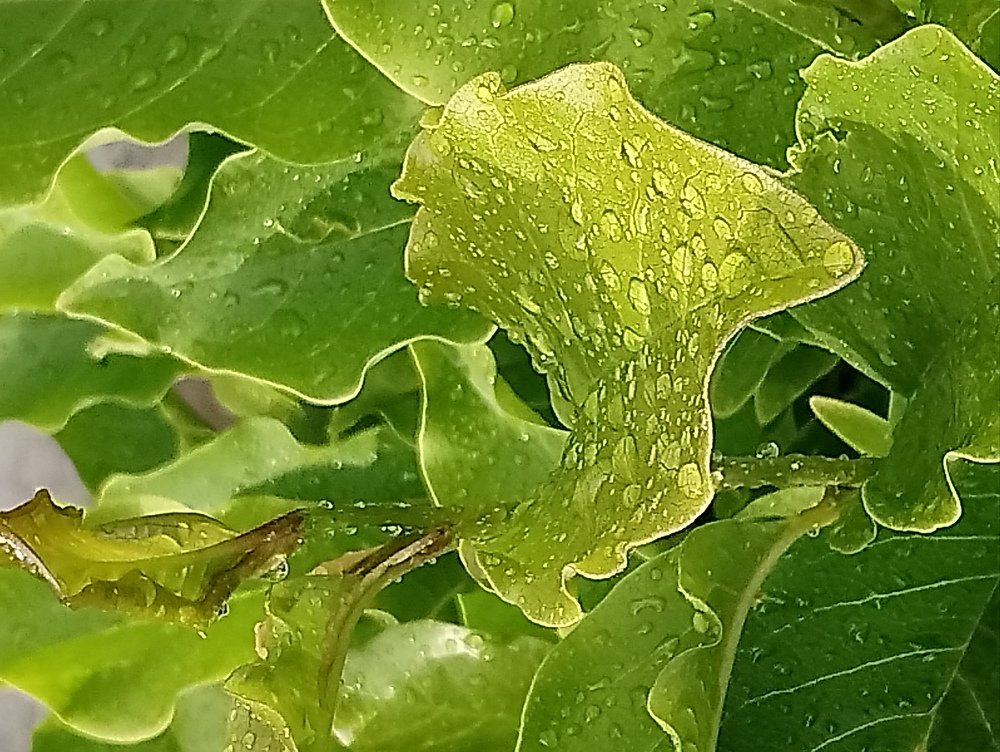 Summer rain
