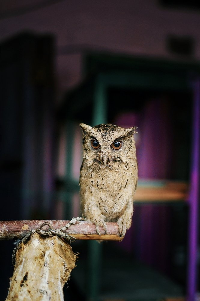 Photograph by Wira Harjanto Mishael