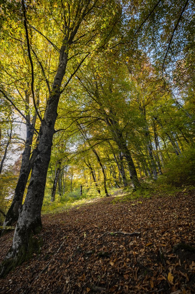 Фотография автора George Kurashvili