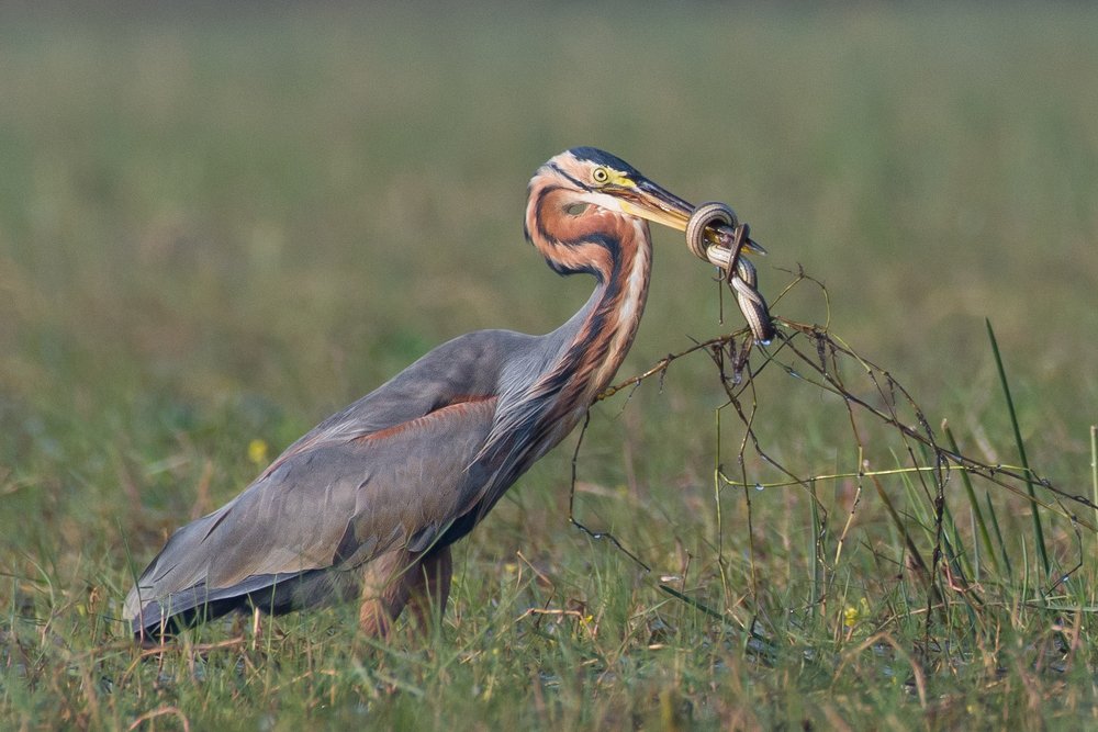 What's for breakfast?