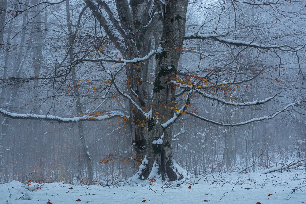 Photograph by Helen Vasilieva