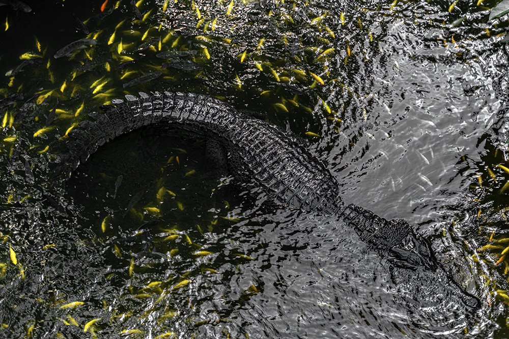 Photograph by Mohammadreza Pourian