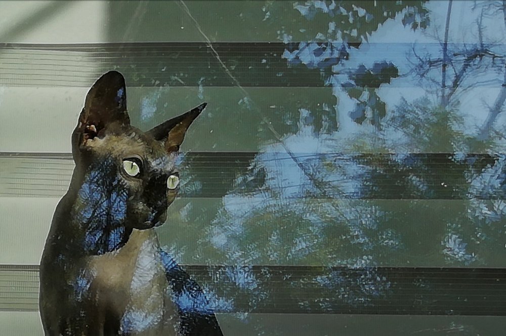 Кошка в окошке