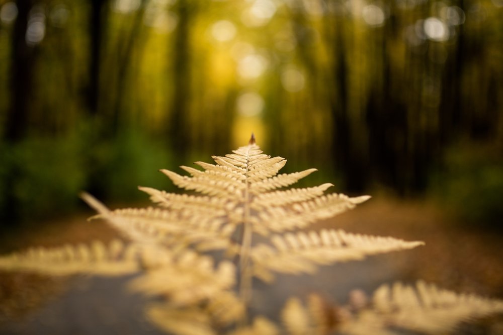 Photograph by Алексей Лунин