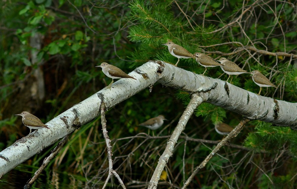 Photograph by вячеслав милов