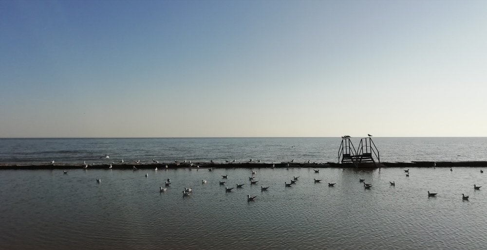 Море и чайки